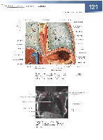 Sobotta  Atlas of Human Anatomy  Trunk, Viscera,Lower Limb Volume2 2006, page 128